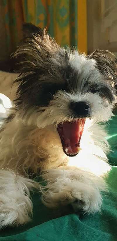 Lustigsten Grimassen von euren Hunden-Beitrag-Bild