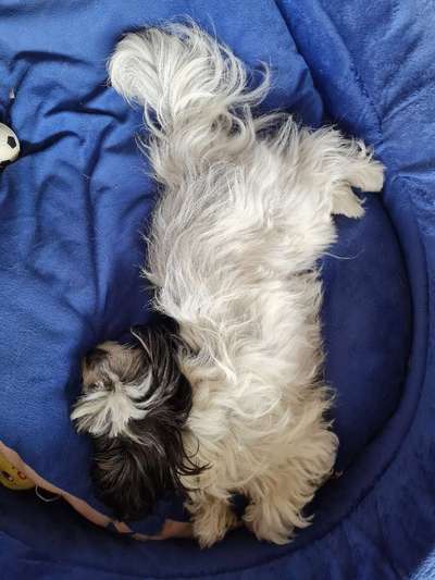 Zeigt mir die lustigsten Schlafpositionen eurer Fellnasen-Beitrag-Bild