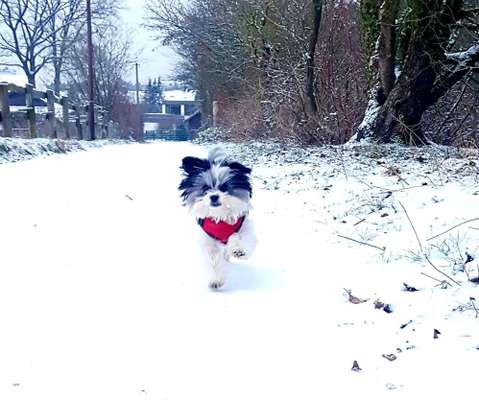 Die Dogorama Kalender Challenge Teil 2/4-Beitrag-Bild