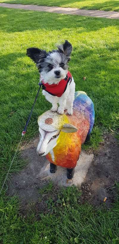 Die Dogorama Wochen Challenge: “Dein Hund im Urlaub”-Beitrag-Bild