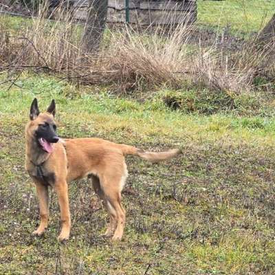 Hundetreffen-88212 Ravensburg Rocco ist 6 Monate alt und ist sehr Verspielt ist bei manchen Hund  hektischen