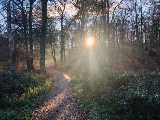 Hundeauslaufgebiet-Mühlenbusch-Bild