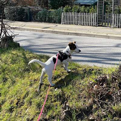 Hundetreffen-Welpentreffen in Waldenau und Umgebung-Bild