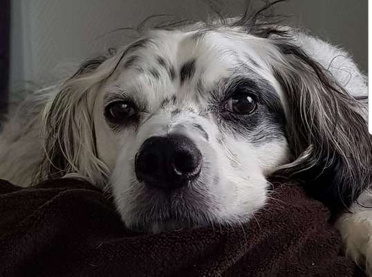 Warum liebst du deinen Hund?-Beitrag-Bild