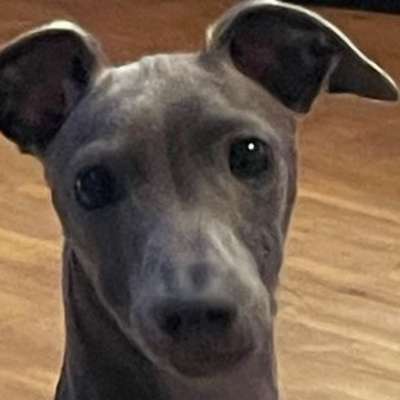 Hundetreffen-Windspiel Treffen-Bild
