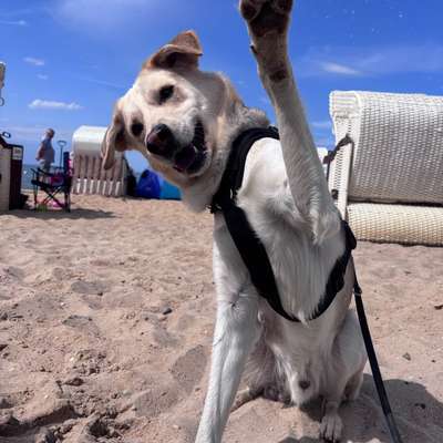 Hundetreffen-Regelmäßige Trainings- und Spielfreund(e)-Bild