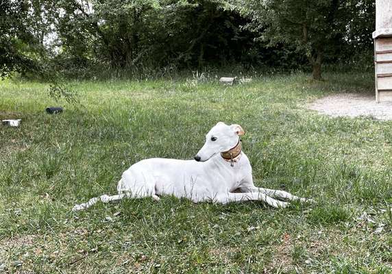 Auslandstierschutz-Beitrag-Bild