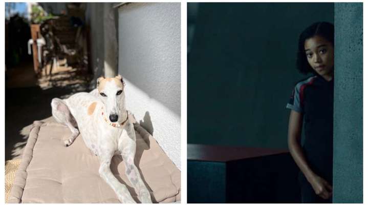 Wie heißt dein Hund?-Beitrag-Bild