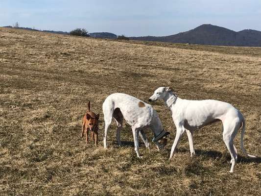 Wer von euch hat mindestens 2 Hündinnen Zuhause?-Beitrag-Bild