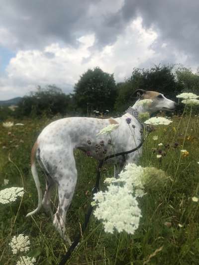 Windhunde - Treffen der besonderen Schönheiten
HERZLICH WILLKOMMEN-Beitrag-Bild