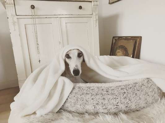 Auslandstierschutz-Beitrag-Bild