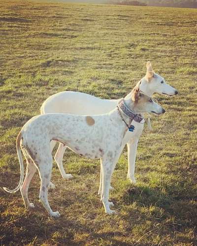 Windhunde - Treffen der besonderen Schönheiten
HERZLICH WILLKOMMEN-Beitrag-Bild