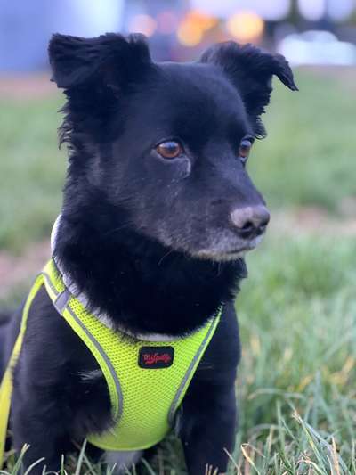 Dogorama Photo Challenge - Portrait-Beitrag-Bild