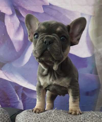 Welpen Bilder !-Beitrag-Bild