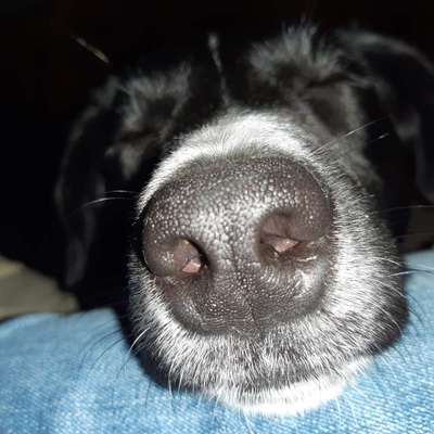 42. Handy Fotochallenge - Den richtigen Riecher haben-Beitrag-Bild