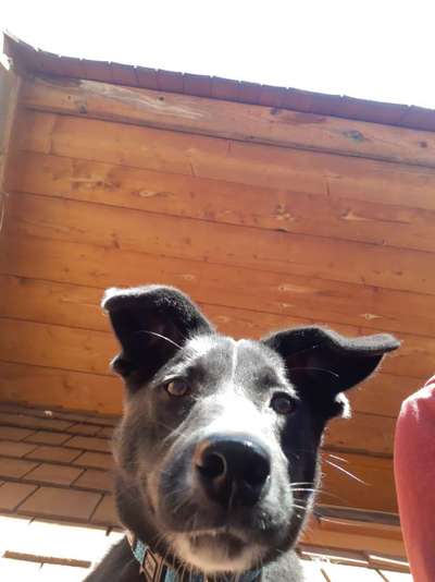 Dogorama Photo Challenge - Fail/Outtakes-Beitrag-Bild