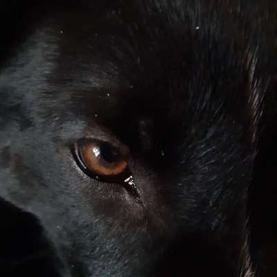 Die Augen Deines Hundes-Beitrag-Bild