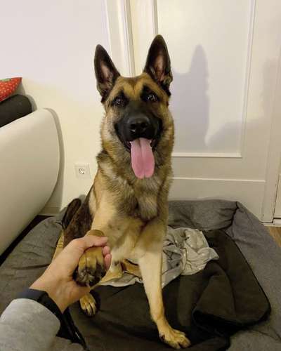 Alles rund um den Schäferhund, diskutieren erwünscht.-Beitrag-Bild