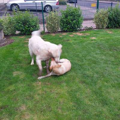 Hundetreffen-Toberunde für kleine Elefanten-Bild