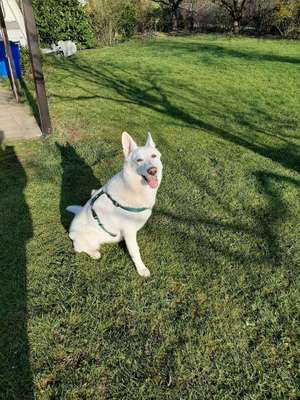 Hundetreffen-Gassi oder Spieltreffen-Bild