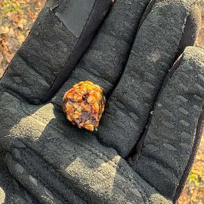 Giftköder-Eventuelle Giftköder-Bild