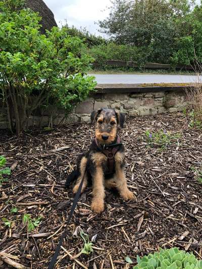 Airedale Terrier-Beitrag-Bild