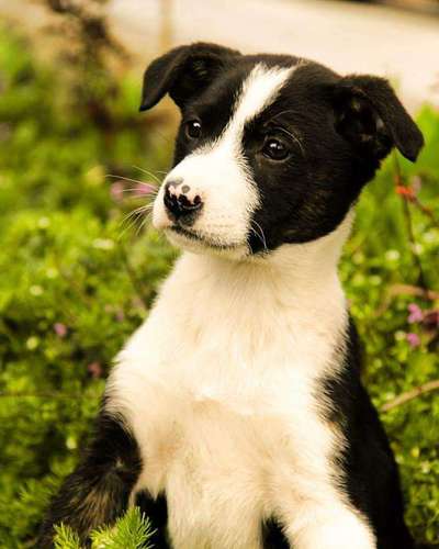 Als Welpen sind sie alle noch süßer-Beitrag-Bild