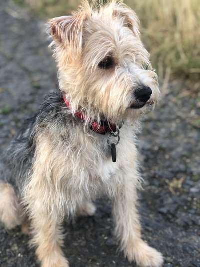 Mischlinge raten - Rätselspaß-Beitrag-Bild