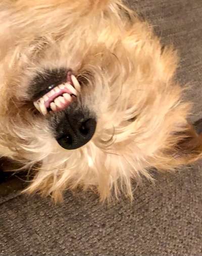 Dogorama Photo Challenge - Einmal lächeln bitte-Beitrag-Bild