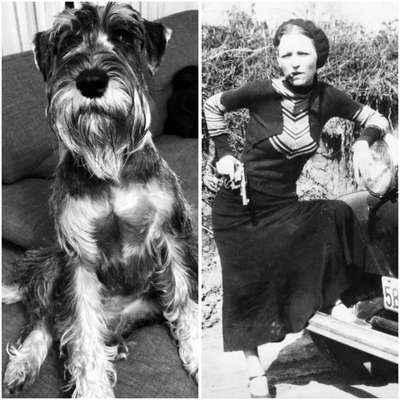 Wie heißt dein Hund?-Beitrag-Bild