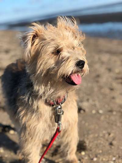 Mischlinge raten - Rätselspaß-Beitrag-Bild