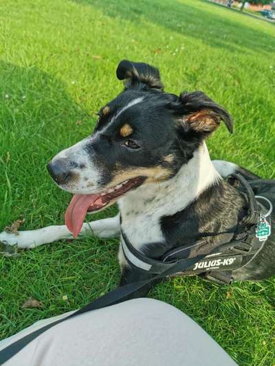 Mischlingshunde Foto Aufruf-Beitrag-Bild