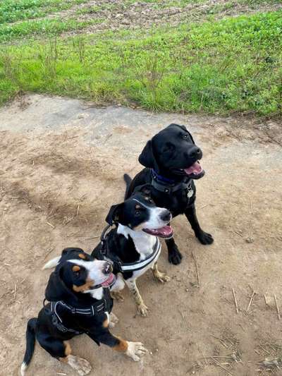 Hundetreffen-Wildes Hundespielen-Bild