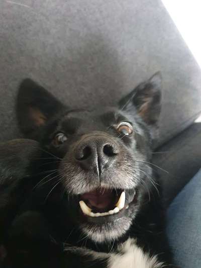 Die Dogorama Kalender Challenge Titelbild-Beitrag-Bild