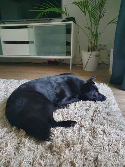 Mischlingshunde Foto Aufruf-Beitrag-Bild