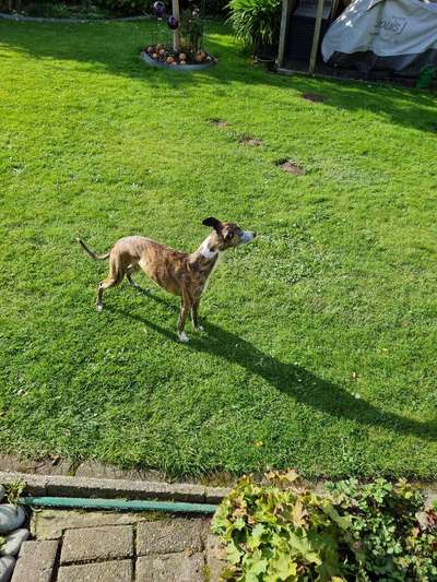 Hundetreffen-Windhund oder sportlichen Hund zum Gassi gehen-Bild