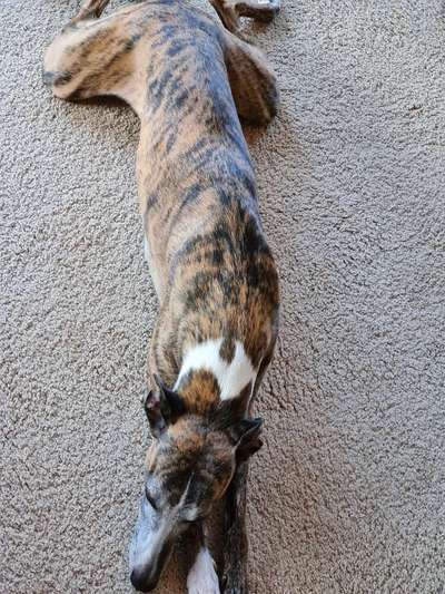 Windhunde - Treffen der besonderen Schönheiten
HERZLICH WILLKOMMEN-Beitrag-Bild