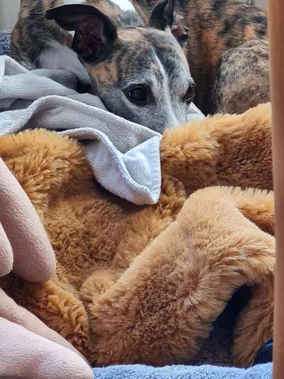 Windhunde - Treffen der besonderen Schönheiten
HERZLICH WILLKOMMEN-Beitrag-Bild