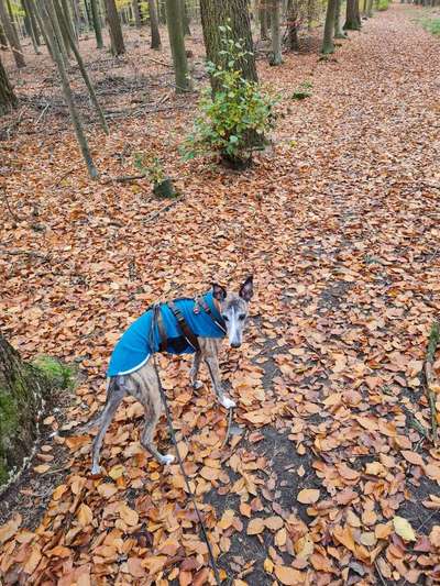 Windhunde - Treffen der besonderen Schönheiten
HERZLICH WILLKOMMEN-Beitrag-Bild