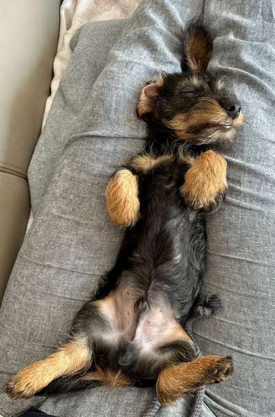 85. Foto Challenge : Schosshund-Beitrag-Bild