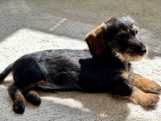 Welpen Bilder !-Beitrag-Bild