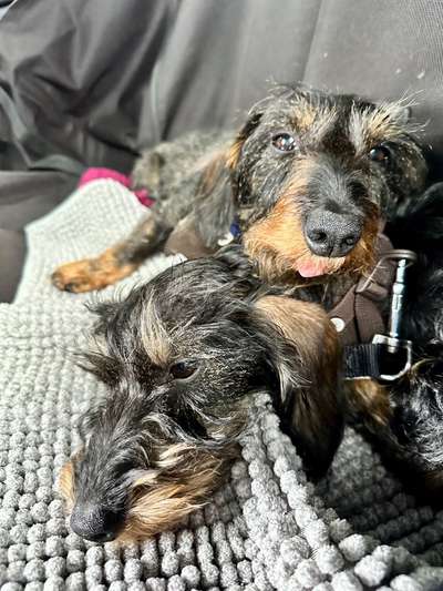 Foto Challenge Thema "Hunde im Auto"-Beitrag-Bild