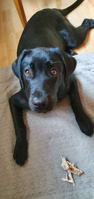 Welpen Bilder !-Beitrag-Bild