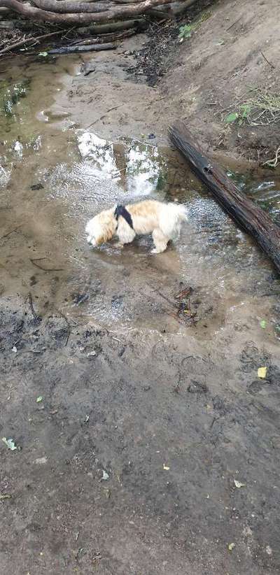 Dogorama-Monats-Challenge-Mai "Wasser"-Beitrag-Bild