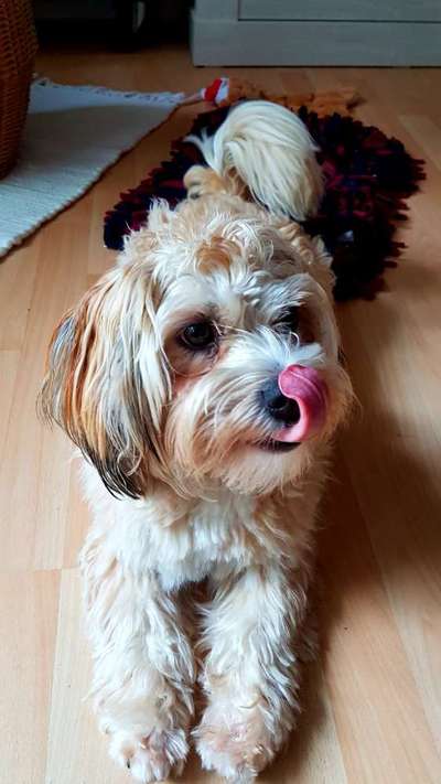 Tongue Out Tuesday-Beitrag-Bild