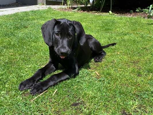 Die Dogorama Monats Challenge "Es grünt und blüht"-Beitrag-Bild