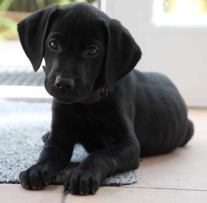 Lieblingsbild von euren Hunden?-Beitrag-Bild