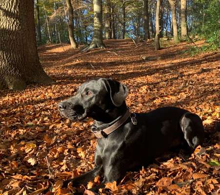 Wald Bild-Beitrag-Bild