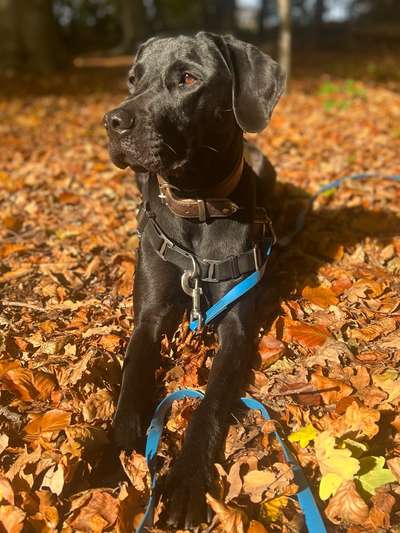 Wald Bild-Beitrag-Bild