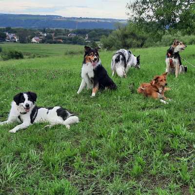 Hundetreffen-Lucky Dogs Hohenlohe-Bild
